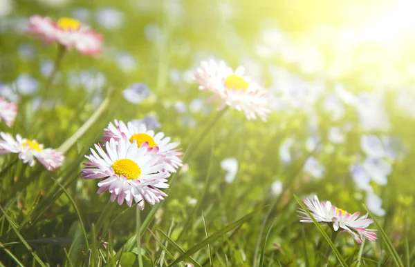 Daisy flowers (Shallow DOF) — Stock Photo, Image