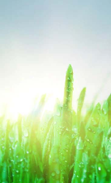Grama verde sob a chuva — Fotografia de Stock