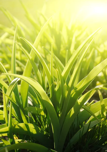 Gärten Gras, sonniger Morgen — Stockfoto