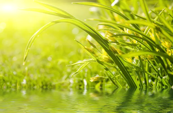 Grönt blad återspeglas i vatten — Stockfoto