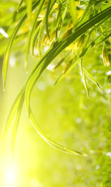 Tuin gras, zonnige ochtend — Stockfoto