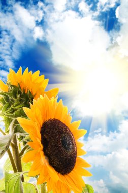 Sunflower infront of the blue sky clipart