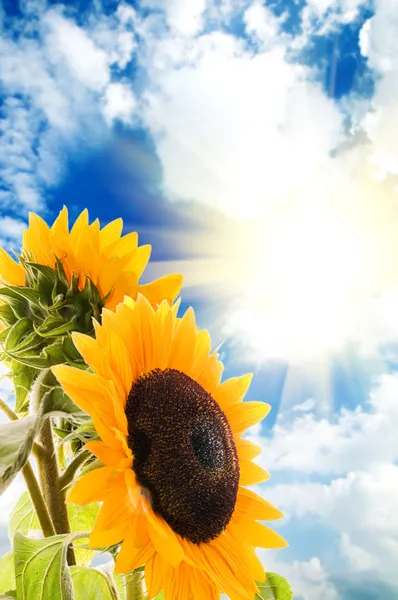 Słonecznik infront błękitne niebo — Zdjęcie stockowe