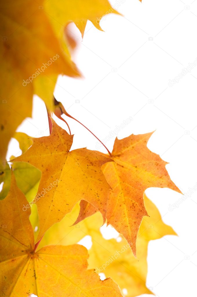 Autumn leaves (shallow dof)