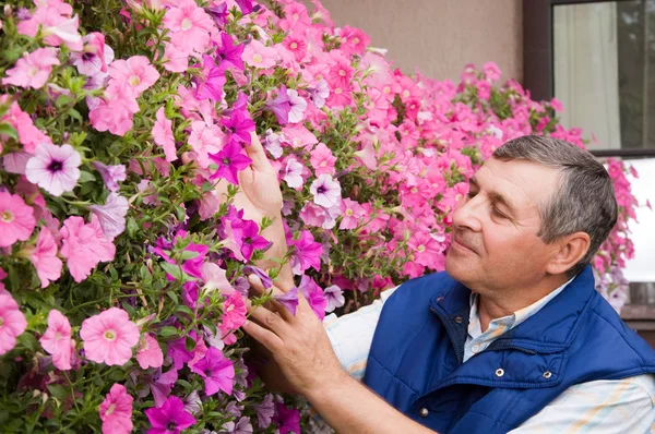 Senior man florist working in the garden — Stock Photo, Image