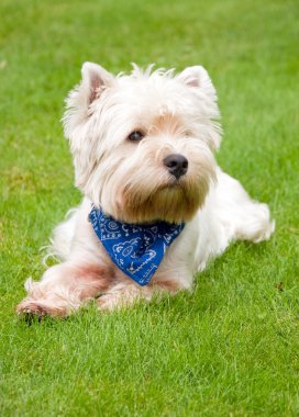 West highland white terrier clipart