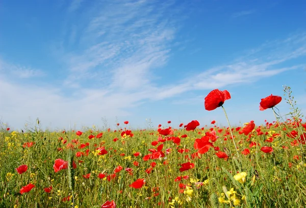 Stock image Poppy field