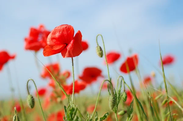 Stock image Poppies in the field