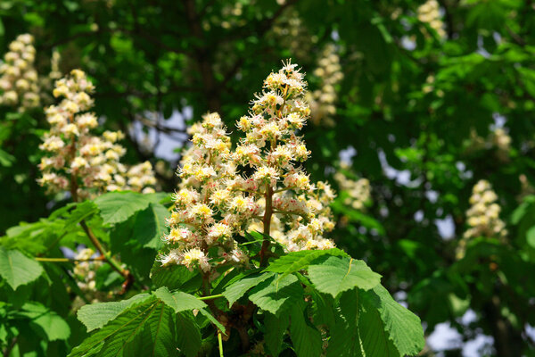 каштан весной
