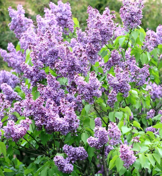 stock image Lilac at spring