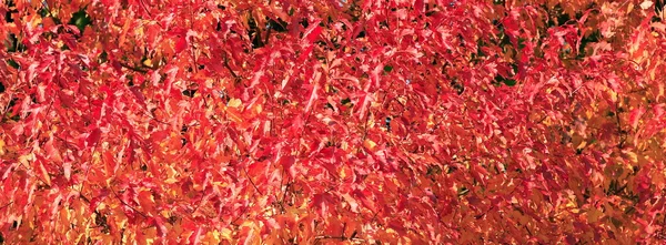 stock image Red and yellow leafs