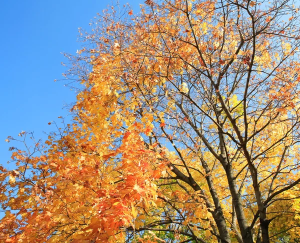 Żółte liście na drzewie — Zdjęcie stockowe