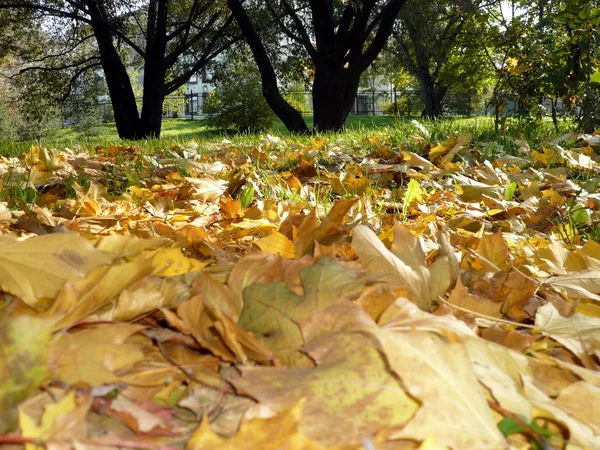 stock image Yellow maple carpet