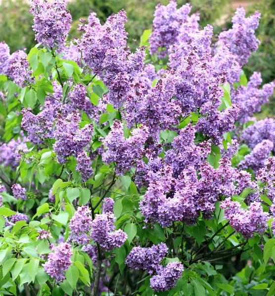 stock image Lilac at spring