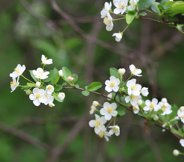 stock image Cherry-tree flower