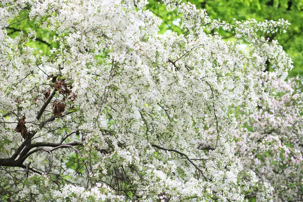 stock image Cherry-tree flower