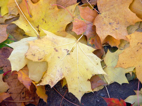 Maple leafs på jorden — Stockfoto