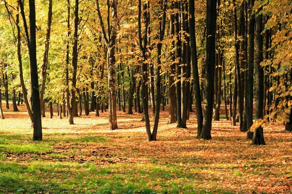 stock image Trees in gold fall