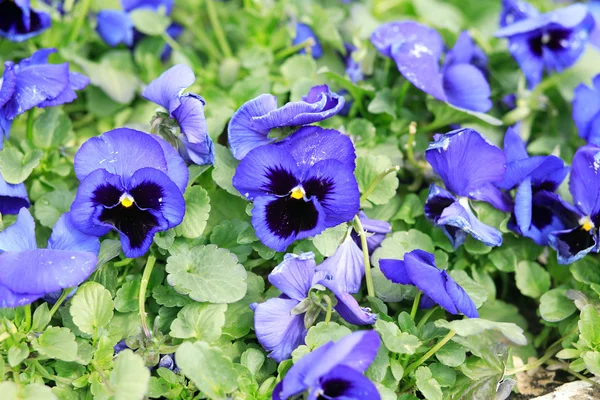 Blue Viola at spring — Stock Photo, Image