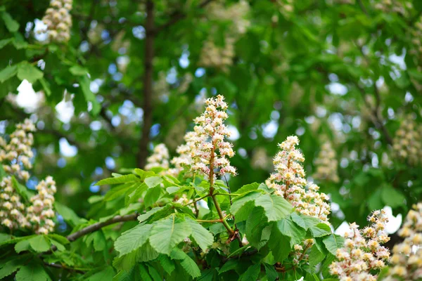 stock image Chestnut at spring