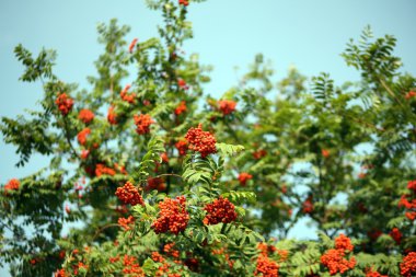 Ashberry ile yapraklar