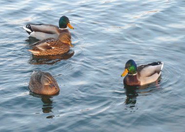 Ducks on water clipart