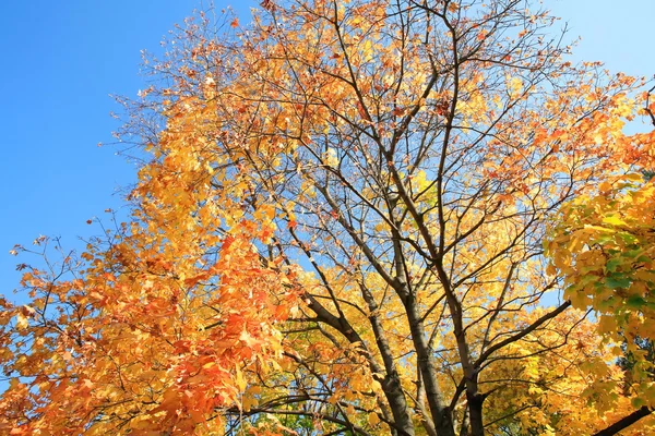 Gelbe Blätter am Baum — Stockfoto