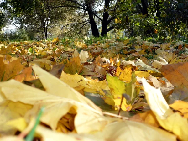 Stock image Yellow maple carpet