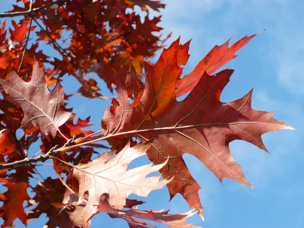 Klon czerwony na jesień — Zdjęcie stockowe