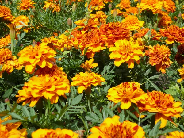 Gelbe Blumen auf dem Blumenbeet — Stockfoto