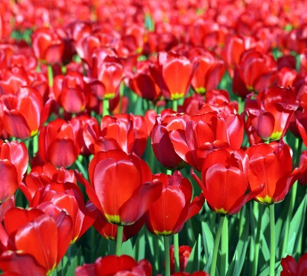 Red tulip at spring — Stock Photo, Image