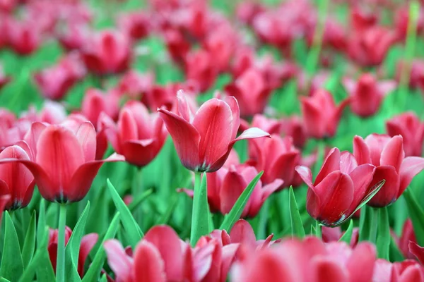Tulipe rouge au printemps — Photo