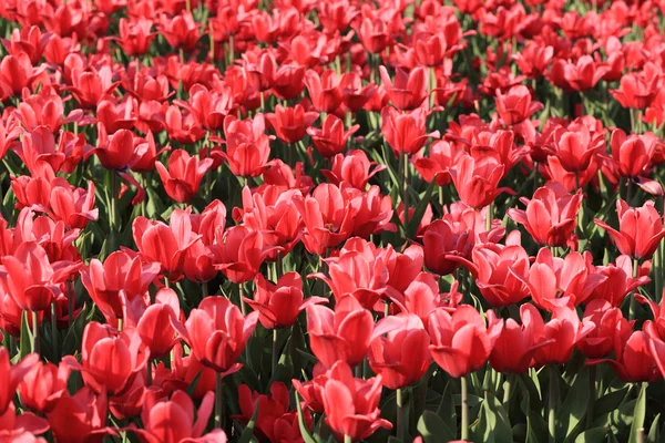 Czerwony tulipan wiosną — Zdjęcie stockowe