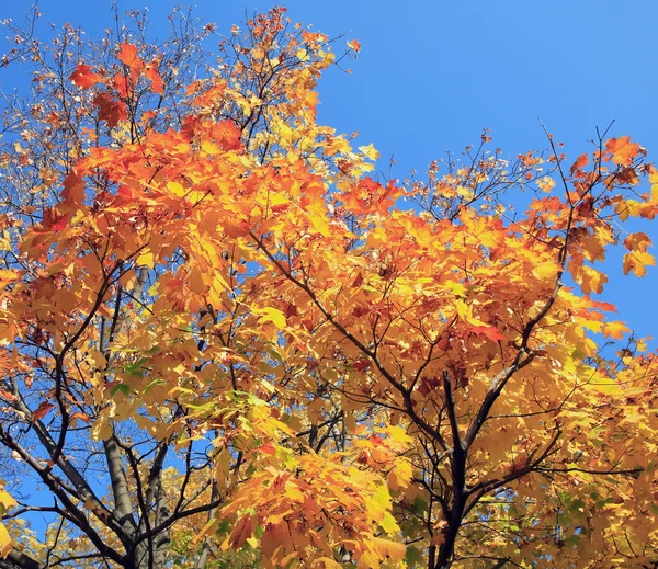 Gele bladeren op boom — Stockfoto