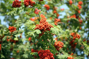 Ashberry ile yapraklar