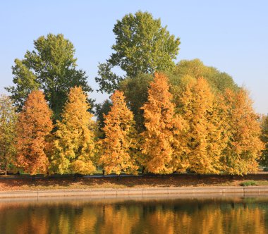 Şehir parkı altın yağmuru