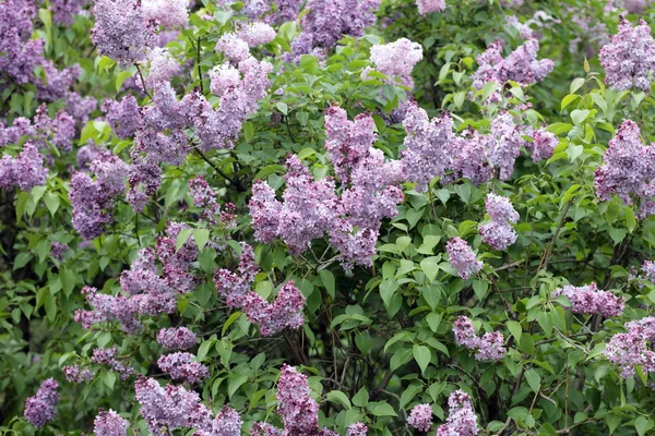 stock image Lilac at spring