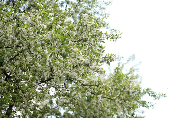 stock image Cherry-tree flower