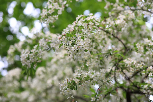 stock image Cherry-tree flower