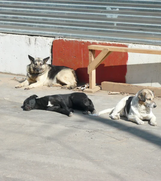 Stray dogs — Stock Photo, Image