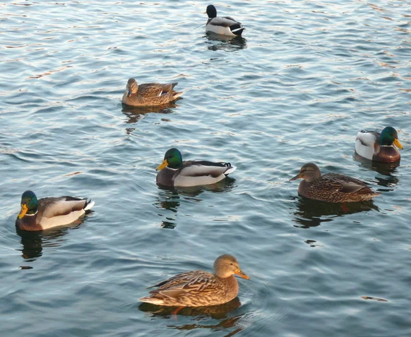 stock image Ducks on water