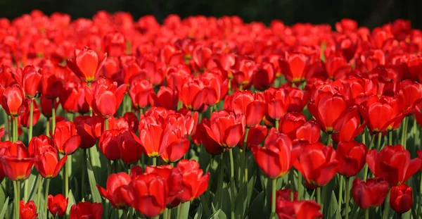 Punainen tulppaani keväällä — kuvapankkivalokuva