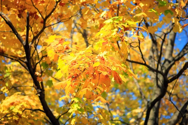 Yellow leafs on tree — Stock Photo, Image