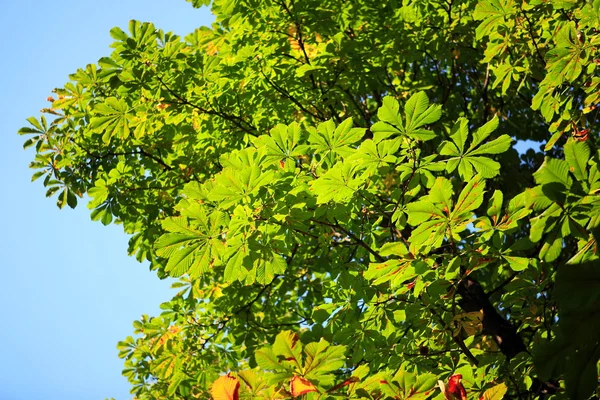 stock image Green leafs on sky background