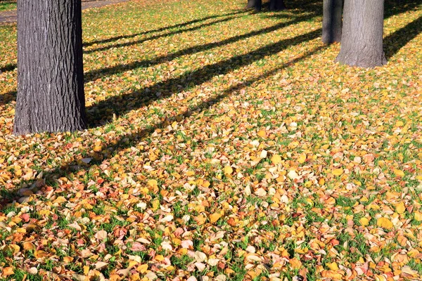 stock image Trees in yellow leafs