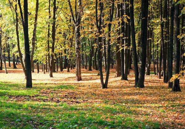 Stock image Trees in autumn