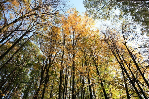 stock image Trees in autumn