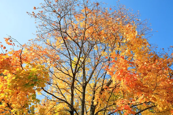 Hojas amarillas en el árbol — Foto de Stock