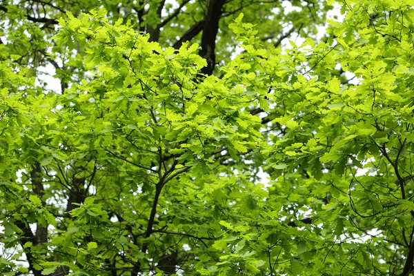 Mladí dubové listí — Stock fotografie