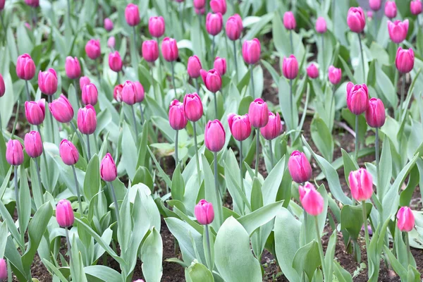 Tulip at spring — Stock Photo, Image